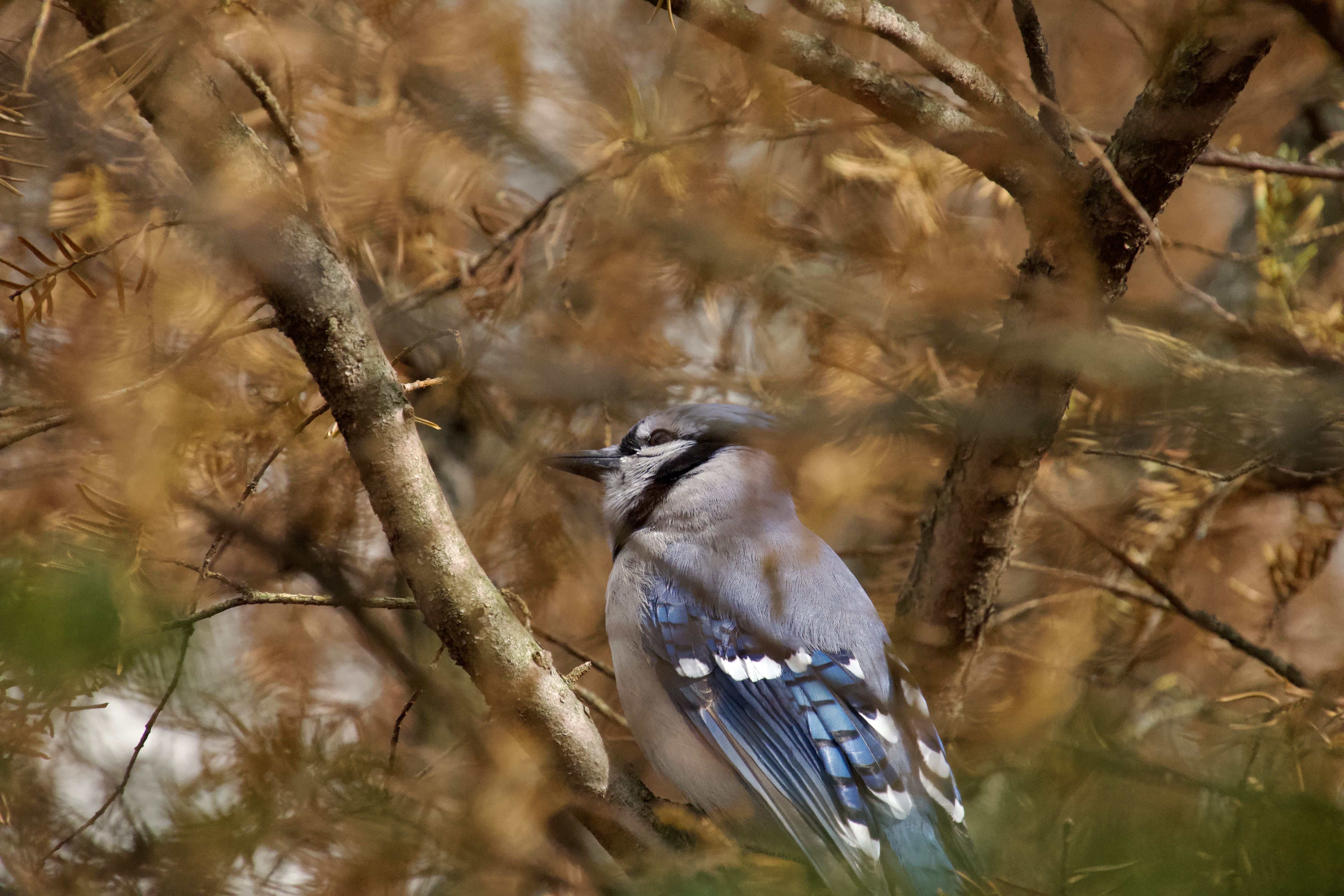 A blue jay framed by warm pine branches