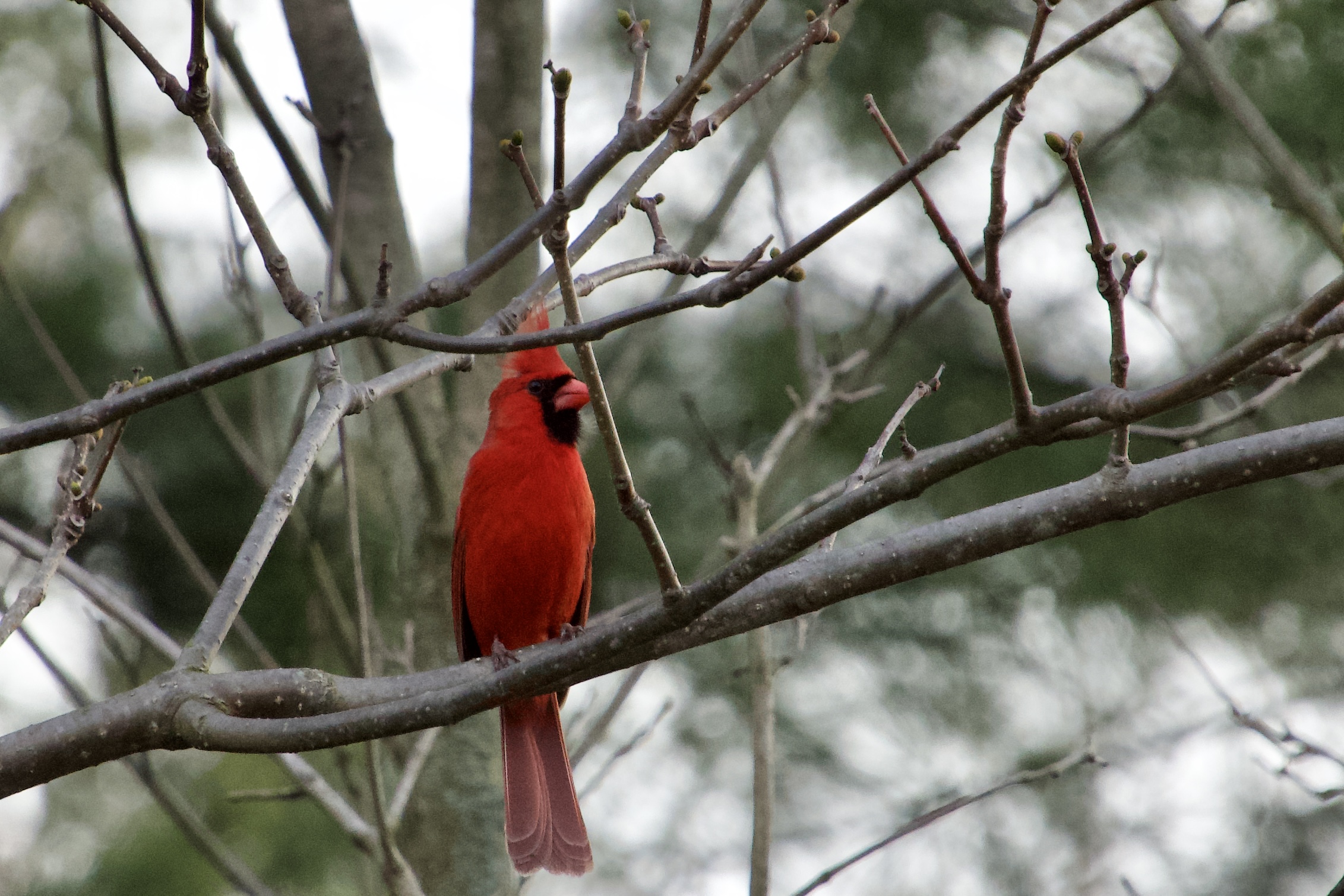 A bird in a bright natural setting