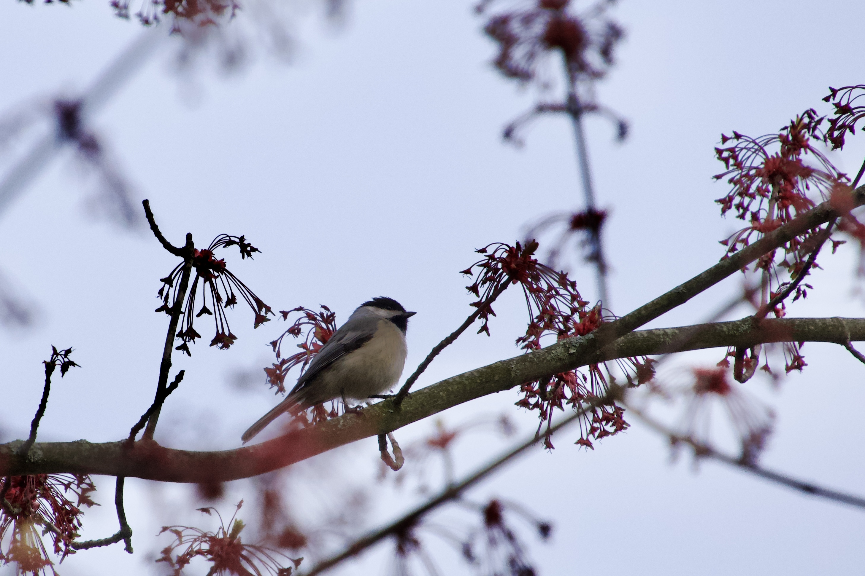 A bird resting among branches