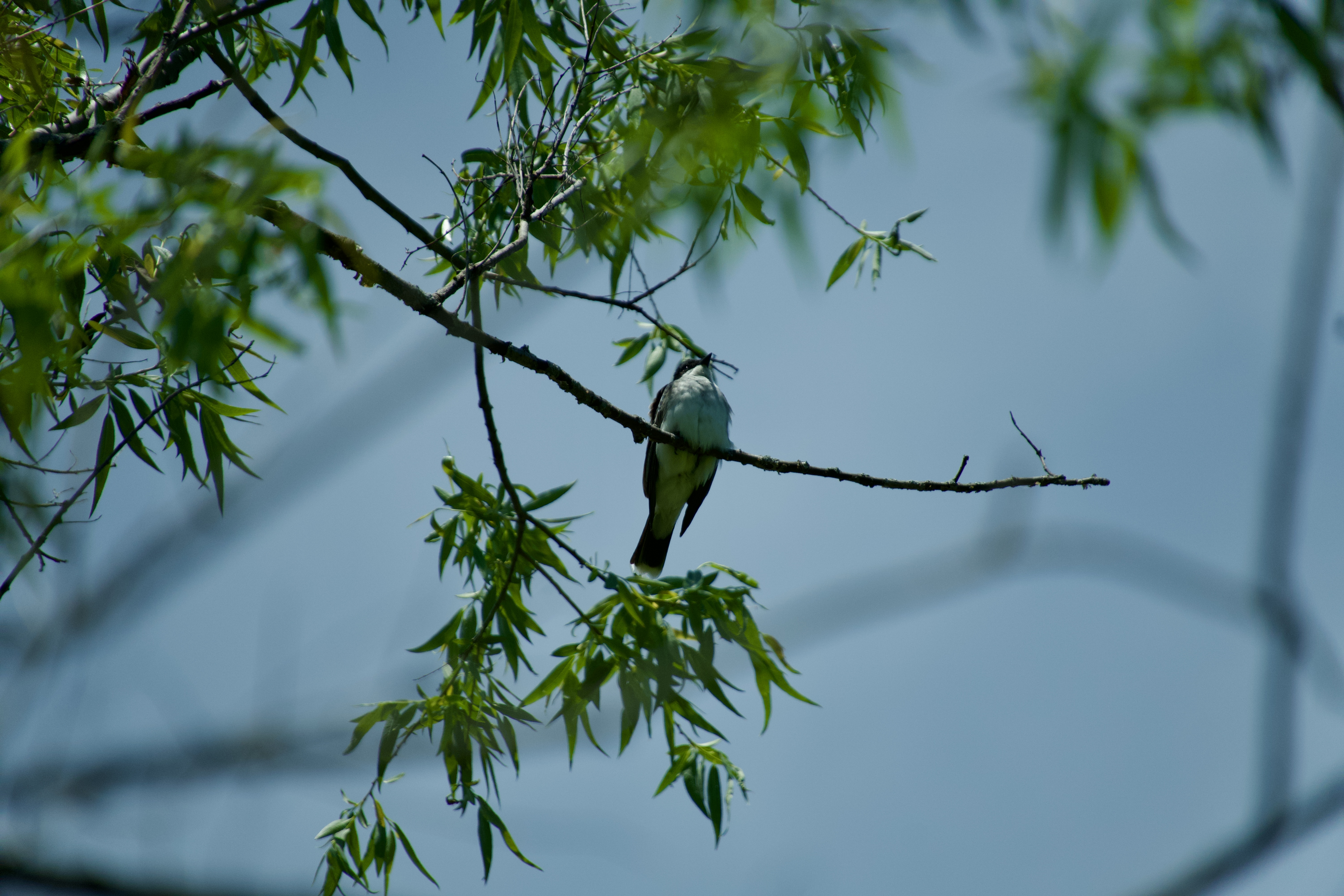 A bird photographed in natural light