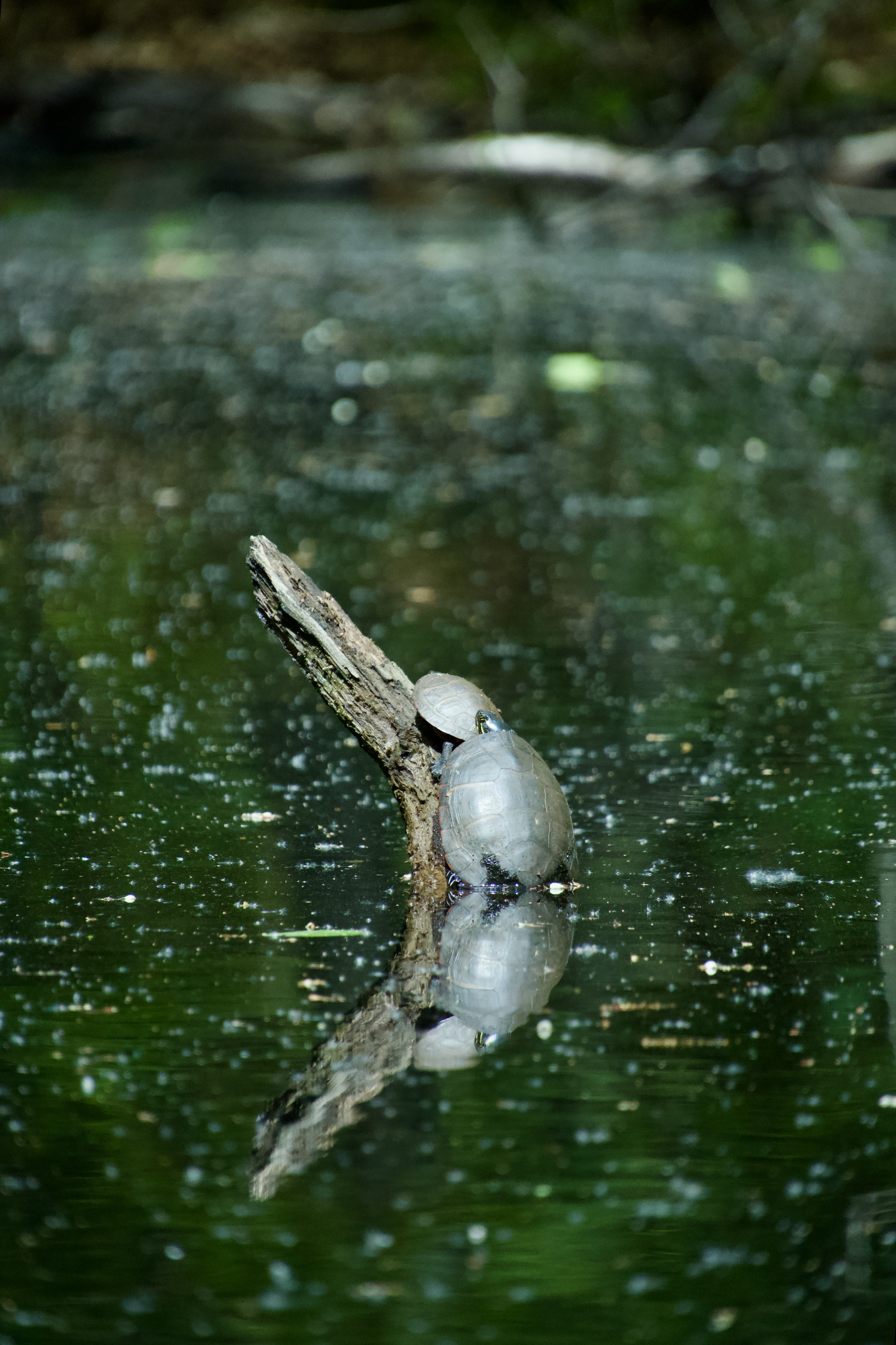 A turtle resting on a branch over green water