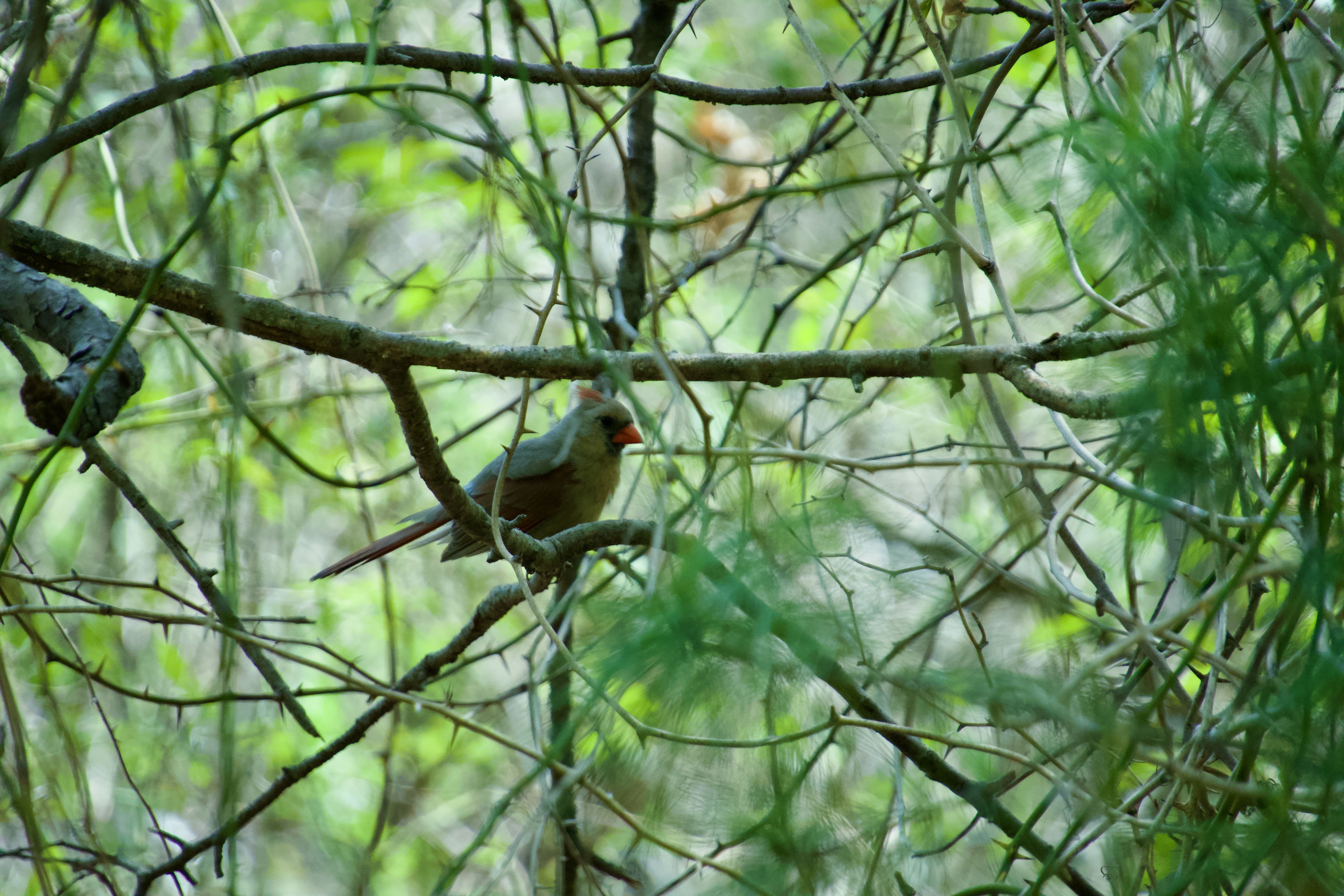 A nature photograph in a horizontal frame