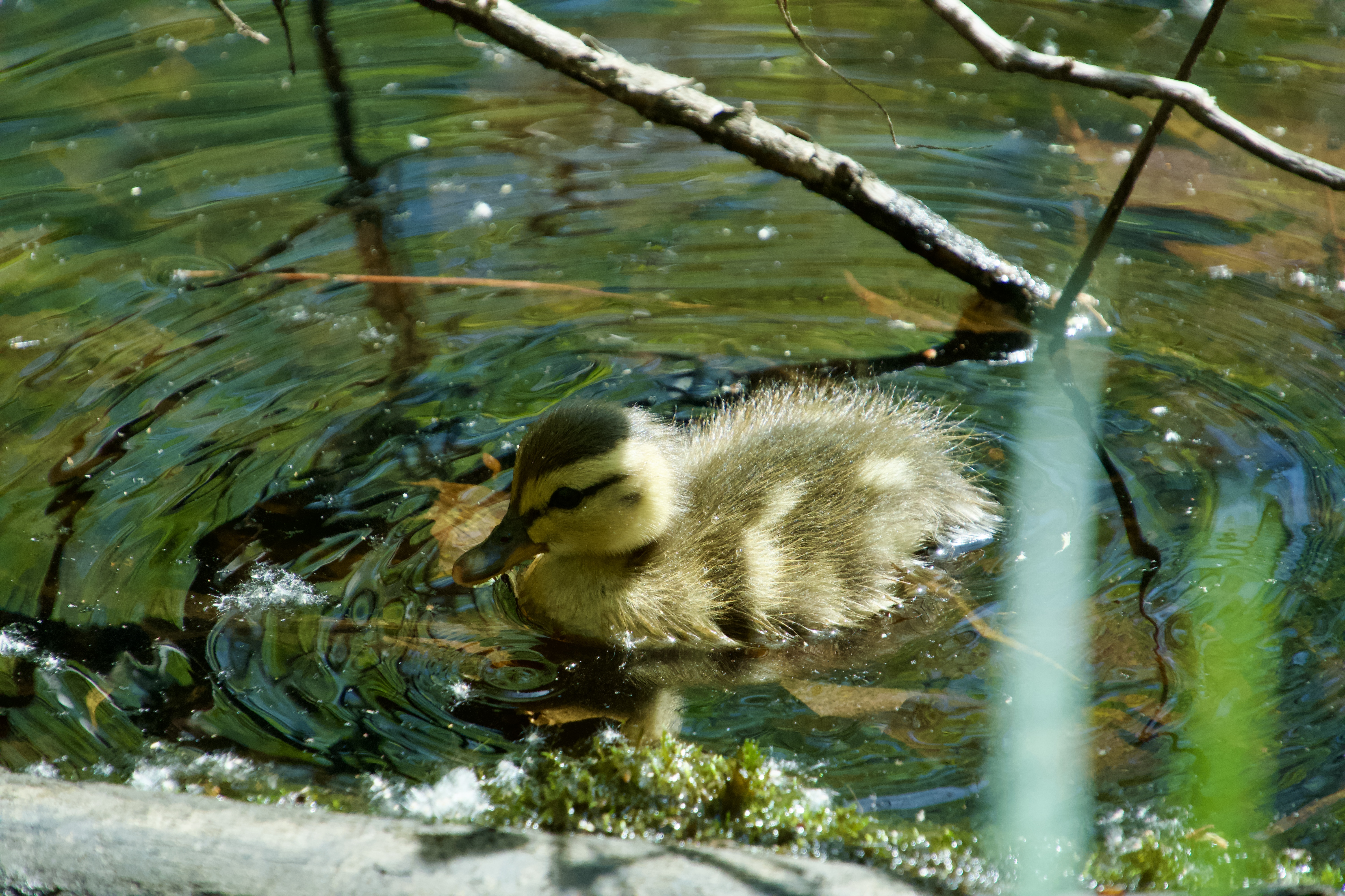 A nature photograph with soft depth of field