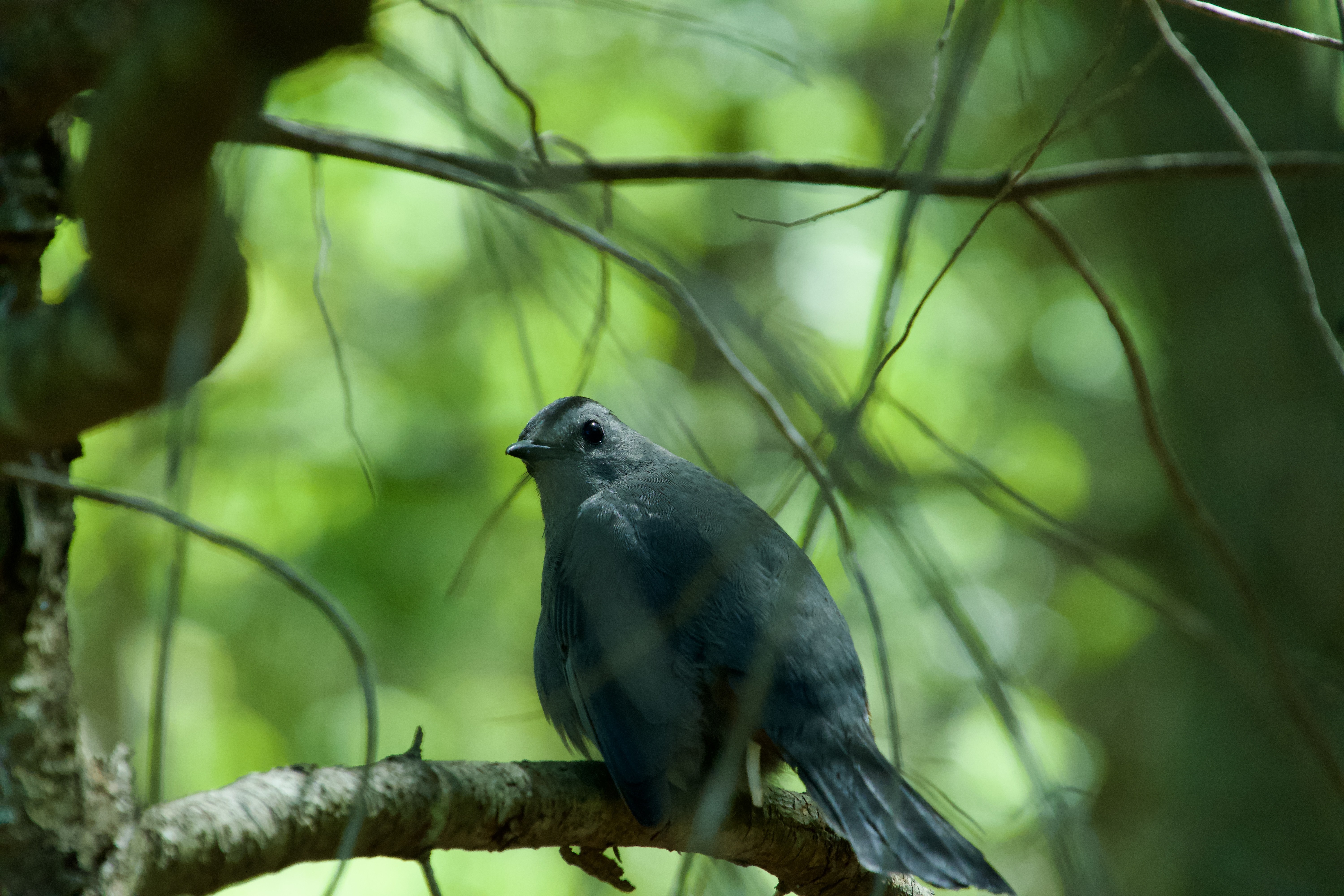 A birding photograph with natural surroundings