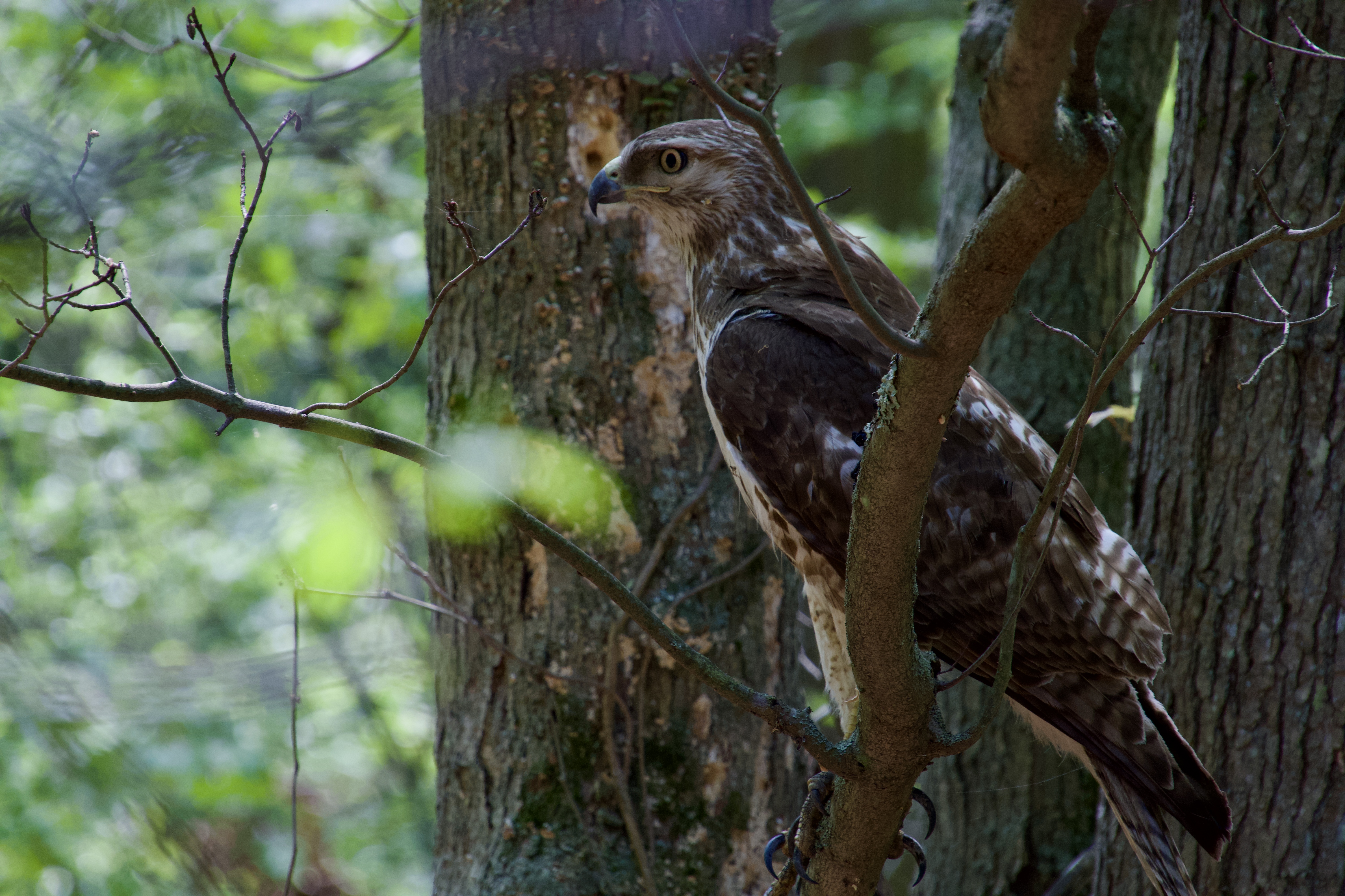 A hawk perched among green branches