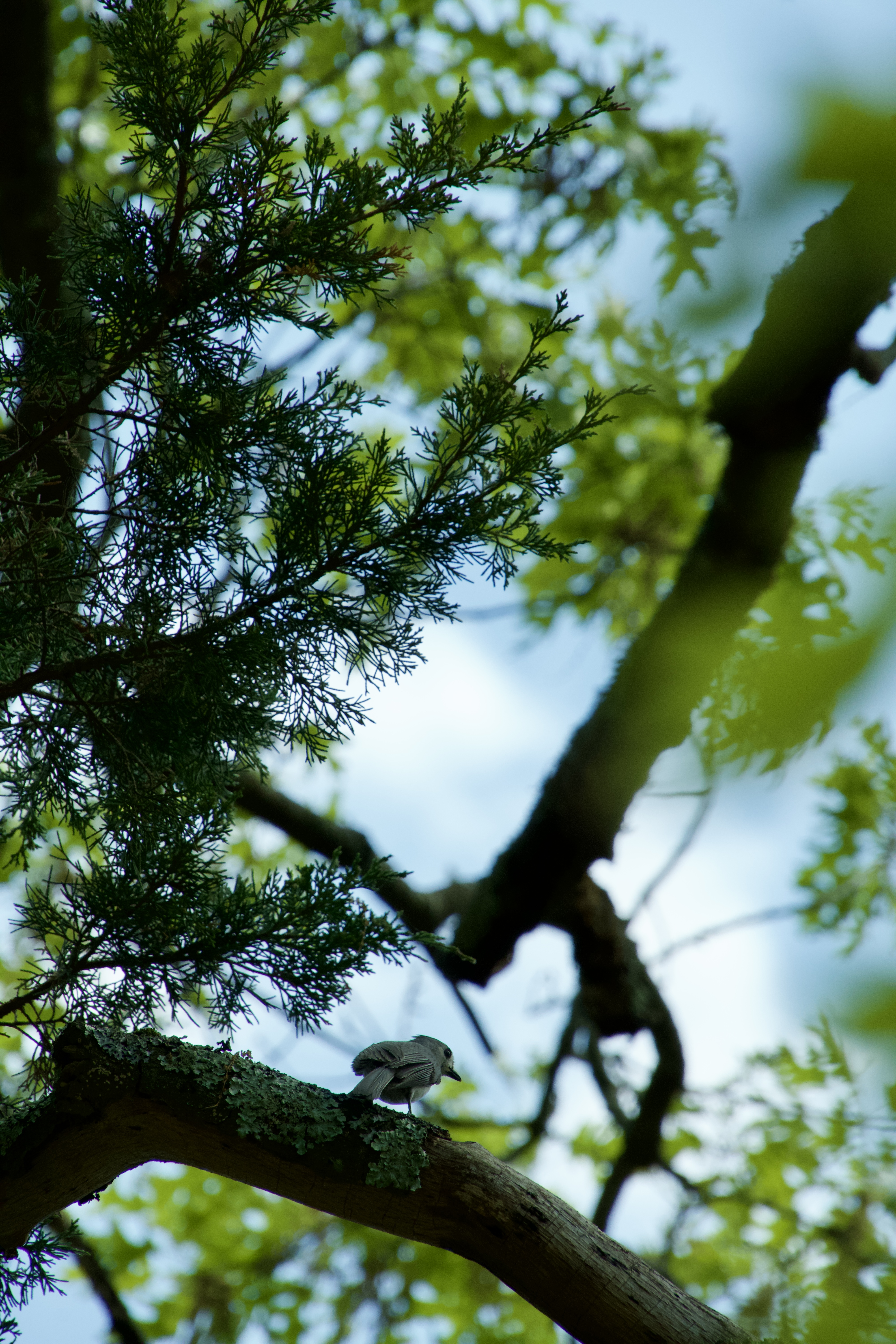 A small bird under a canopy of green leaves
