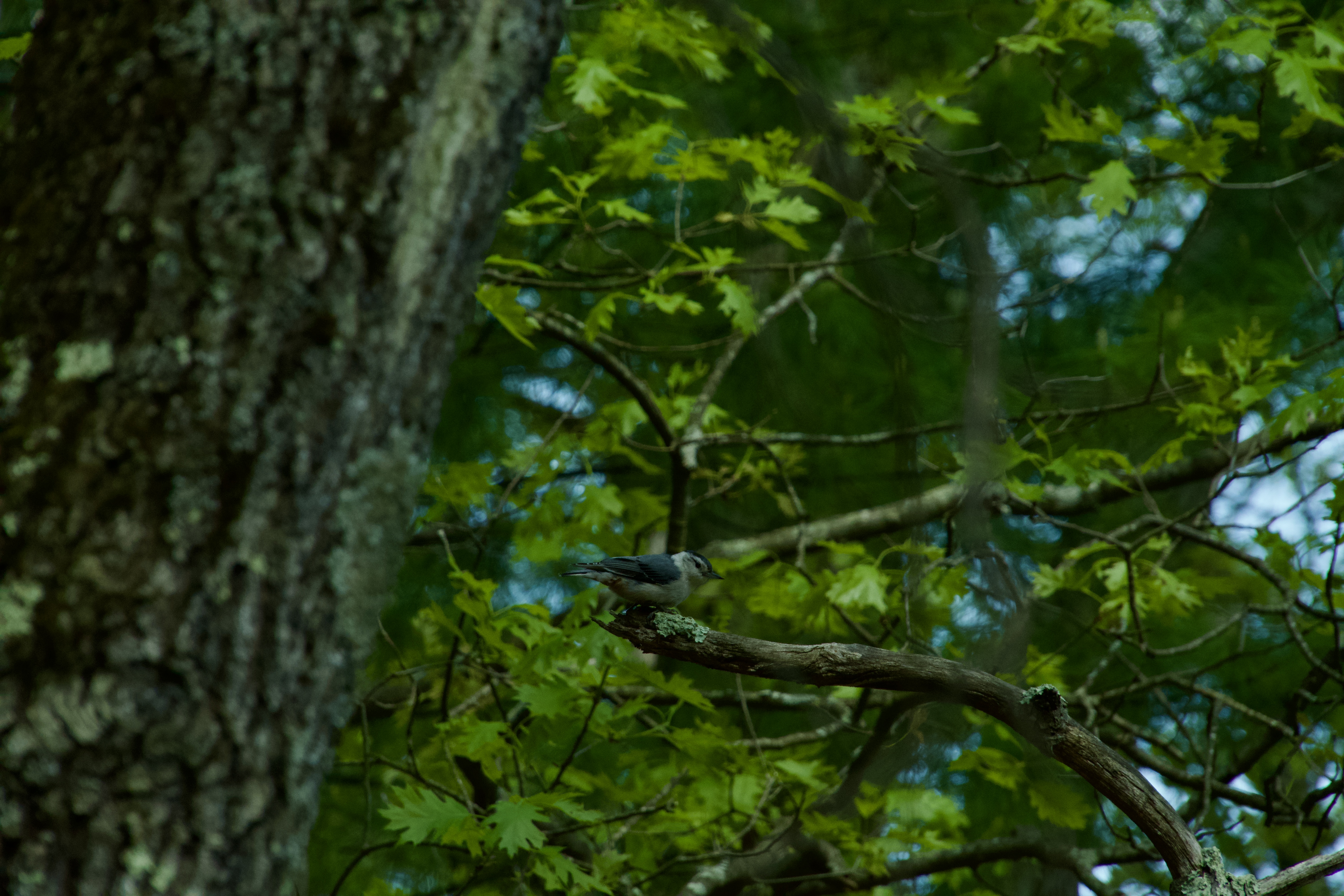 A birding photograph in a horizontal frame