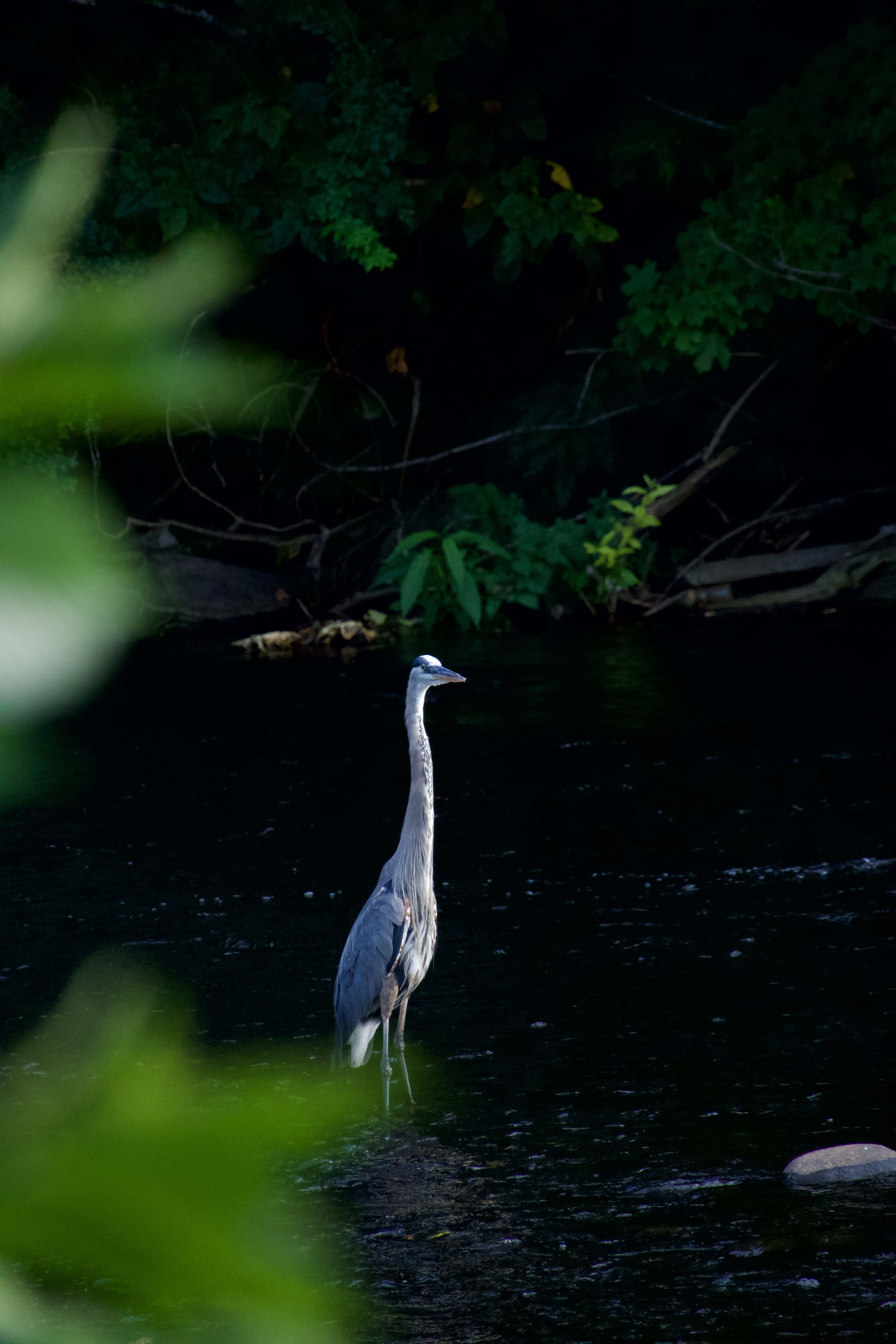 A vertical birding photograph in natural light