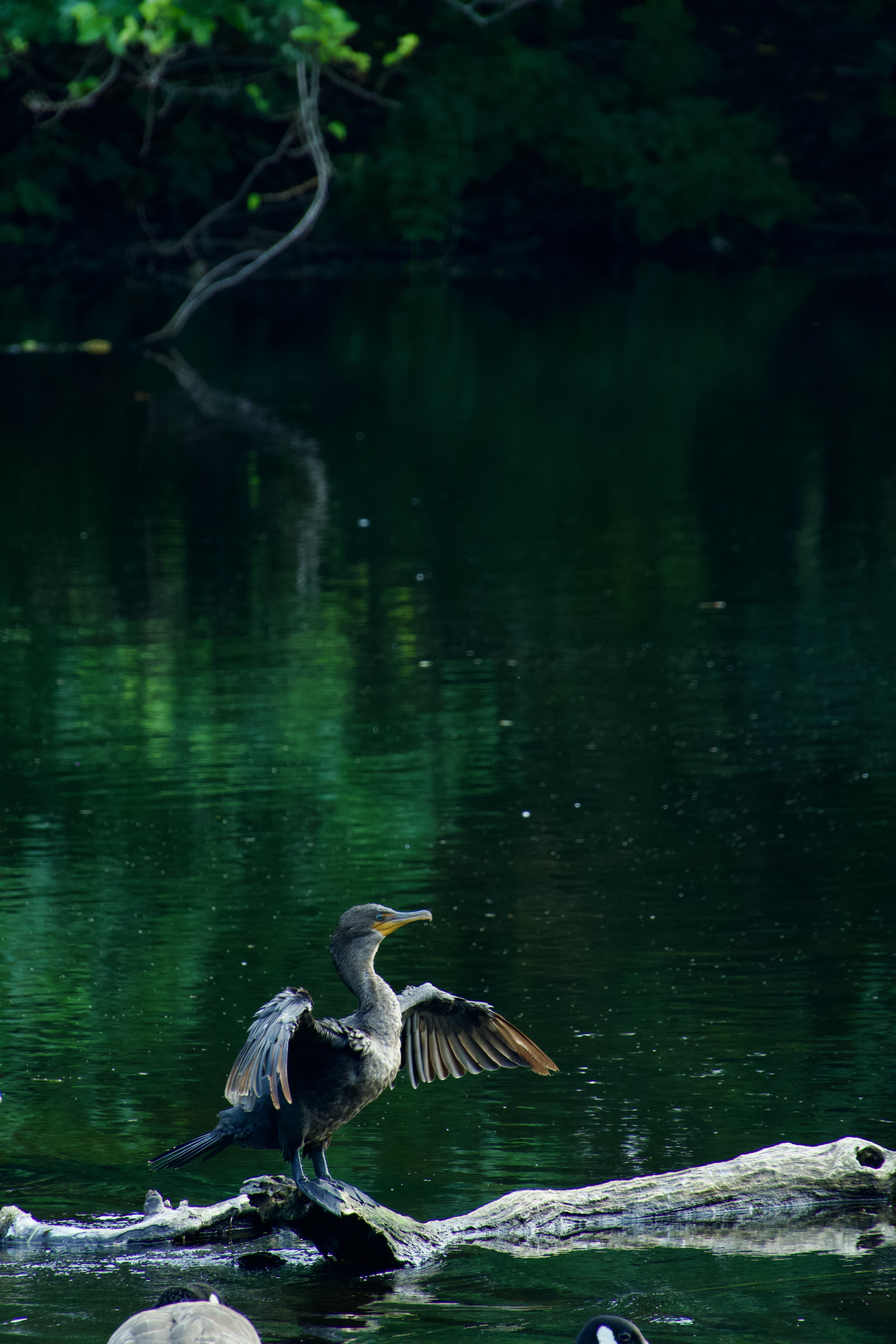 A vertical nature photograph with a bird in the frame